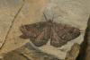 Selidosema taeniolaria